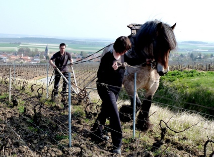 Labour de Printemps- Cheval Ardennais - Champagne